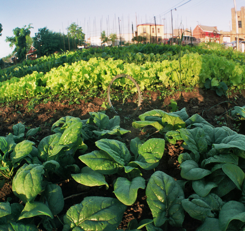 Garden - 3 - Spring Harvest